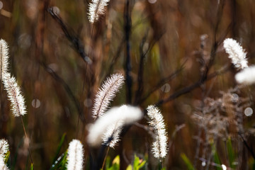 Grass inflorescence