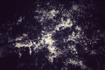 Natural fantastic background with Low angle view of silhouette rubber plantation & dramatic scary dark trees of tropical rain forest in vintage style. Spooky Nature Forest Canopy of Halloween concept.
