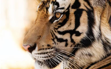 Foto auf Glas Porträt eines Tigers © neosiam