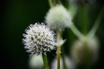 Inflorescence