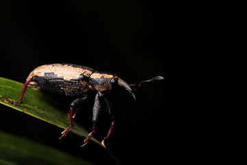 The beetle of the family Curculionidae, the true weevils or snout beetles, on the banana leaf. This family houses some species responsible for causing damage to important crops around the world.