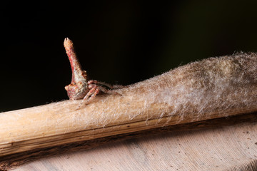 The Tree-Stump Spider, probably belonging to the genus Poltys (of orb-weaver spiders) defending its nest on the dried banana leaf. Found in MG, Brazilian Atlantic Forest.