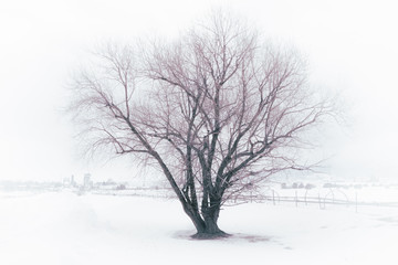 Fototapeta na wymiar Beautiful Winter Tree in Fog