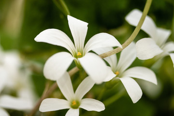 White Flowers From a Shamrock Plant