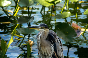 Great Blue Heron standing at the Lake edge