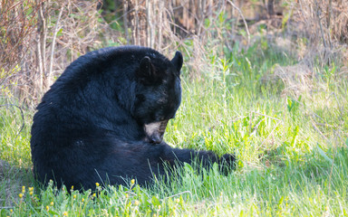 Black bear