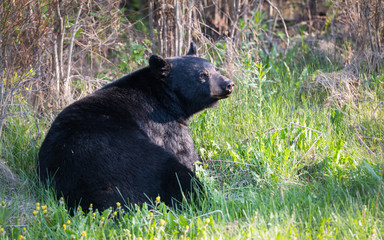 Black bear