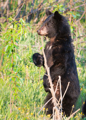 Black bear