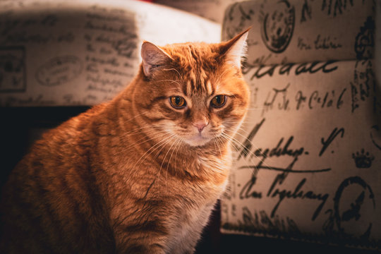 Focused Copper-Eyed Ginger Tabby Cat