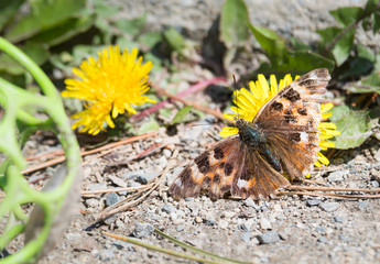 Butterfly