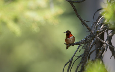 Hummingbird