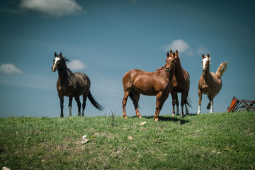 Obraz premium Horses Standing on a Hill Under a Blue Sky