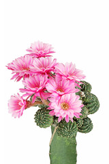 Bloom pink flowers of Lobivia cactus in clay pot with isolated on white background