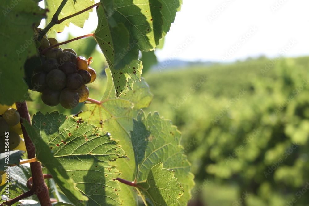 Canvas Prints Grapes and Sunlight 2019