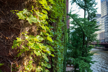 Ivy vines growing on the exterior of a building in the Chicago Loop along the Chicago River