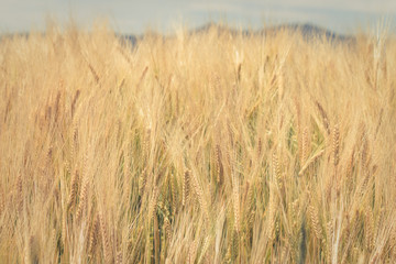 Golden Grain Plants Closeup