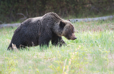 Grizzly bear in the wild