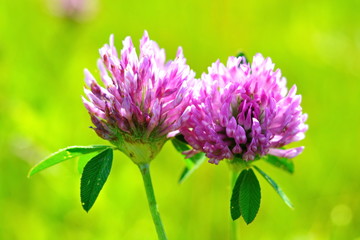 Trifolium. Pair field pink clover flowers next to each other on a green blurred grass background. Close up, macro