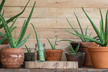 Aloe vera pot plants on wooden table, natural skin therapy concept - 282557236
