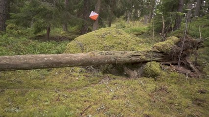 running towards an orienteering control in the forest