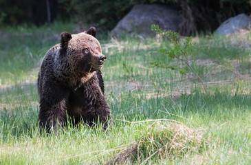 Grizzly bear in the wild