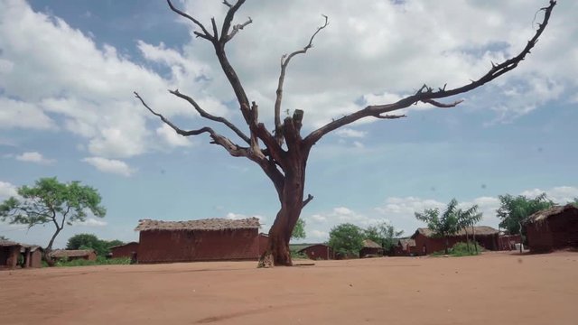 Avery old tree in a remote village