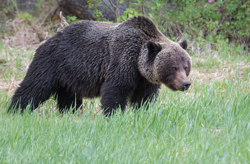 Grizzly bear in the wild