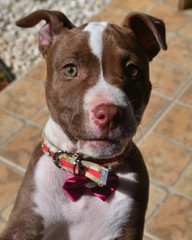 portrait of a dog