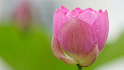 Summer flowers series, beautiful pink lotus flower in raining, close up image.
