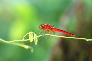 red dragonfly knows as Red-Veined Darter dragonfly