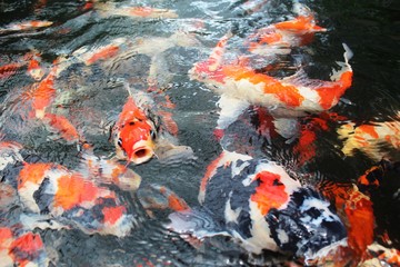 beautiful koi fish in the pond