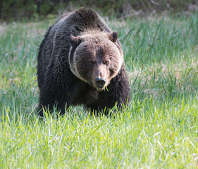 Obraz premium Grizzly bear in the wild