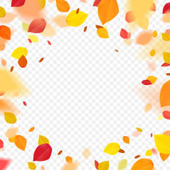 Orange colorful leaves flying falling effect.