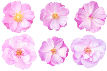 Fototapeta premium Blurred for Background.Beautiful Pink rose isolated on the white background. Photo with clipping path.