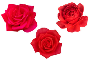 Blurred for Background.Red rose isolated on the white background. Photo with clipping path.