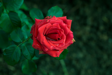 Art photo rose petals isolated on the natural blurred background. Closeup. For design, texture, background. Nature.