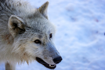 The Arctic wolf, also known as the white wolf or polar wolf, is a subspecies of grey wolf native to Canada's Queen Elizabeth Islands, from Melville Island to Ellesmere Island