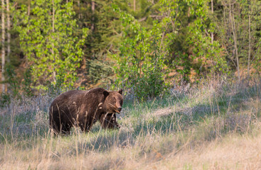 Grizzly bear in the wild