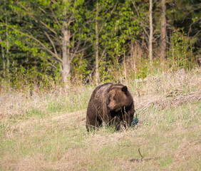 Plakat Grizzly bear in the wild