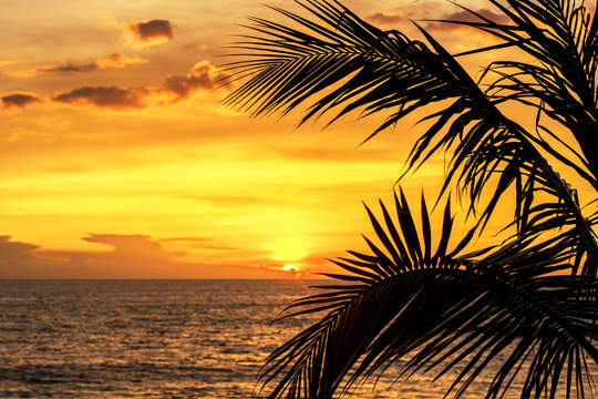 Silhouette palm leaves on sky neary sea ocean beach at sunset or sunrise time for leisure travel and vacation concept