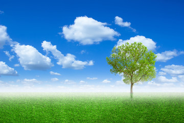 Fototapeta na wymiar Lone tree in a meadow with on green field or spring tree in green field of grass and blue sky on background. Colorful landscape tree and fog in clear nature.