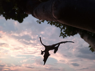 Majestic silhouette of a Pteranodon at nightfall. Carnivore with excellent flight and vision. Known as Flying Dinosaur is technically a prehistoric flying reptile from the Cretaceous period. Jurassic. © Tenebroso