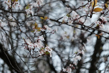 Blooming cherry blossam