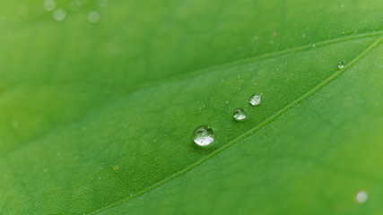 raindrops on green lotus leaf, close up image.