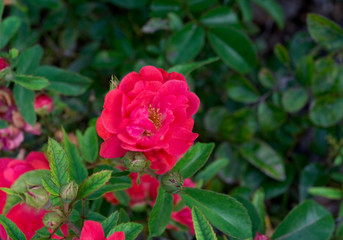 Pink Rosa chinensis flower with green leaf