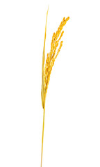 Closeup of a golden rice ear on a white background