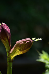 朝日に浮かび上がるエゾニュウの蕾