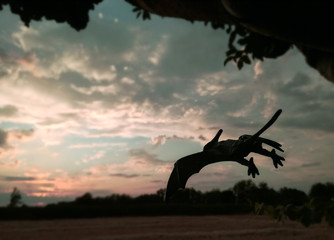 Majestic silhouette of a Pteranodon at nightfall. Carnivore with excellent flight and vision. Known as Flying Dinosaur is technically a prehistoric flying reptile from the Cretaceous period. Jurassic. © Tenebroso