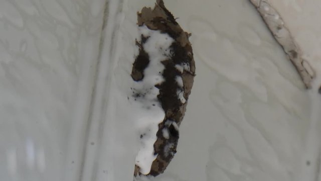 A mud dauber's work on her nest is interrupted by wasp spray.