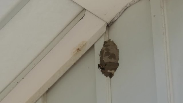 A mud dauber's work on her nest is interrupted by wasp spray.
